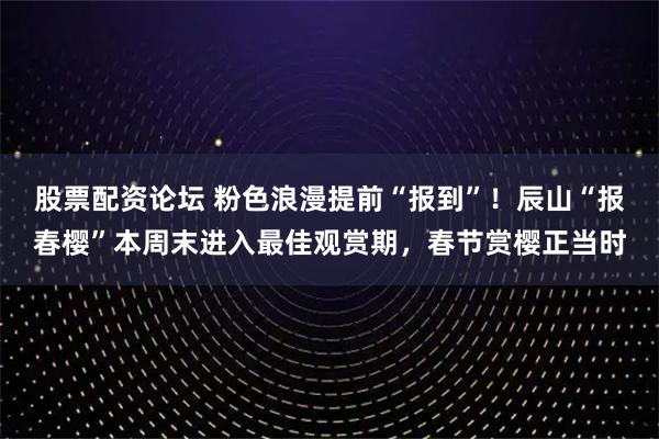 股票配资论坛 粉色浪漫提前“报到”！辰山“报春樱”本周末进入最佳观赏期，春节赏樱正当时